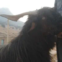 بعد تخمی|حیوانات مزرعه|اندیکا, |دیوار