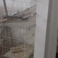 قفس پرنده