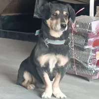 سگ پاکوتاه حرف گوش کن