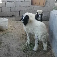 بره نروماده|حیوانات مزرعه|اهواز, امانیه|دیوار