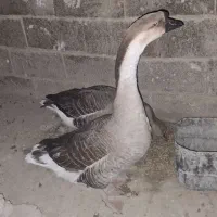 قوقاز نر و ماده