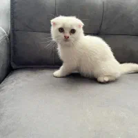 گربه|گربه|مشهد, وکیل‌آباد|دیوار