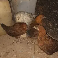 جوجه محلی ۴ ماهه|حیوانات مزرعه|آبیک, |دیوار