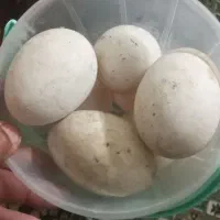 تخم غازنطفه دار