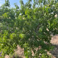 فروش-3000متر-زمین-زراعتی
