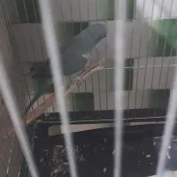 دو عدد راهب ابی معاوضه