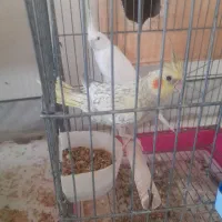 جفت عروس هلندی