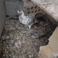 کفتر|پرنده|اردبیل, |دیوار