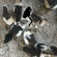 مرغابی مسکویی جوجه اردک مسکویی|حیوانات مزرعه|سرپل ذهاب, |دیوار