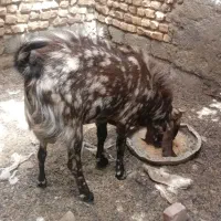 بز نر|حیوانات مزرعه|نیمروز, |دیوار