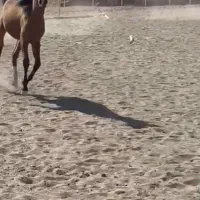 اسب|اسب و تجهیزات اسبسواری|سلماس, |دیوار