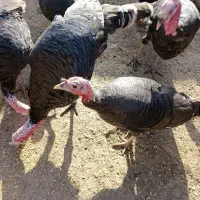 بوقلمون ماده