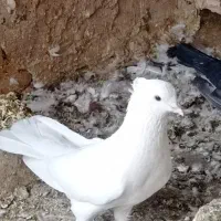 قره|پرنده|مشهد, بهارستان|دیوار