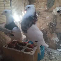 کفتر طوقی