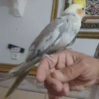 عروس هلندی فول دستی و رام