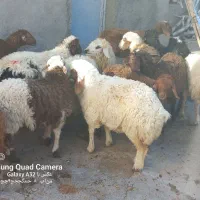 کاور ما|حیوانات مزرعه|کوزران, |دیوار