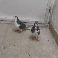 کفتر شهری دمبی سینه