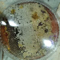 عسل طبیی درجه یک سبلان