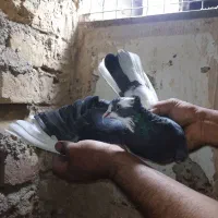 یک جفت ابلغ شازده|پرنده|قم, زاویه|دیوار