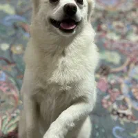 پامرین اشپیتز|سگ|کلاچای, |دیوار