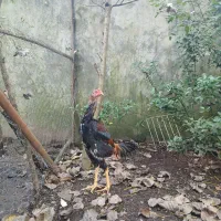 جوجه خروس اوشامو پشت اتیشی(لاری)|حیوانات مزرعه|رشت, سیا اسطلخ|دیوار