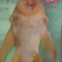 لجنخور بزرگ  وسرحال