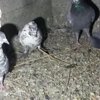 کفتر کهنوج|پرنده|کهنوج, |دیوار