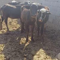 گوساله گاومیش اهوازی گاو|حیوانات مزرعه|شیراز, سعدیه جنوبی|دیوار