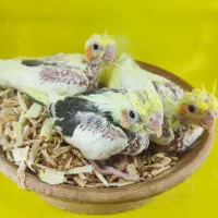 جوجه عروس سرلاکی راهب گرینچیک کوتوله|پرنده|قم, شهرک قدس|دیوار