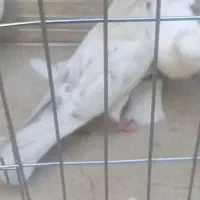 دوتا کبوتر نر گم شده|حیوانات|حمیدیا, |دیوار