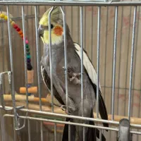 عروس هلندی پیداشده