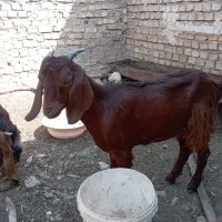 تعداد 3بز|حیوانات مزرعه|مشهد, مهدی آباد|دیوار