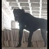 سگ نگهبان وگله