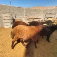 قوچ همو وبره قوچ هتروزیگوت شال و افشار و قره قزل|حیوانات مزرعه|بجنورد, |دیوار