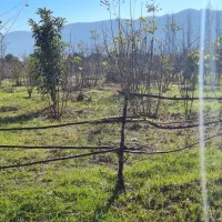 ۴۴۰۰متر زمین تنکابن،استخرسر،رهن واجاره جهت گلخانه.|اجارهٔ دفتر صنعتی، کشاورزی، تجاری|خرم‌آباد (تنکابن), |دیوار