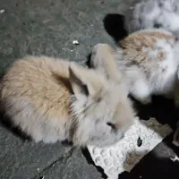 بچه خرگوش 35روزو 45روز|موش و خرگوش|رشت, یخسازی|دیوار