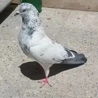 کبوتر کفتر کله دم سبز