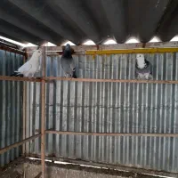 کفتر ۴۰ عدد