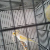 قناری اورجینال