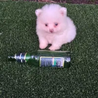 سگ پامر خرسی سایز ریز|سگ|قائم‌شهر, |دیوار