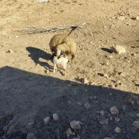 گوسفند.|حیوانات مزرعه|یاسوج, |دیوار