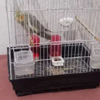 عروس هلندی|پرنده|صفادشت, |دیوار