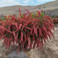 نهال زرشک|خدمات باغبانی و درختکاری|تهران, جهاد|دیوار