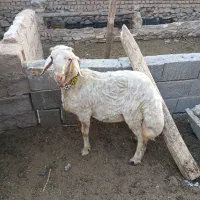 بره قوچی|حیوانات مزرعه|تربت‌حیدریه, حسنی بالا|دیوار