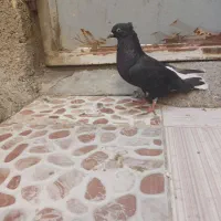 کبوتر|پرنده|خرمشهر, |دیوار