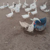 قوغاز|حیوانات مزرعه|قزوین, |دیوار