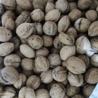 گردو سالم خشک