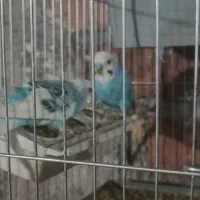 ۲جفت نرماده  مرغ عشق بدون قفس