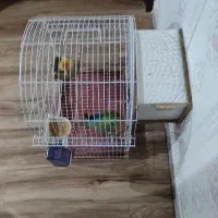 طوطی برزیلی