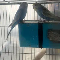 مرغ عشق مولد کار داده